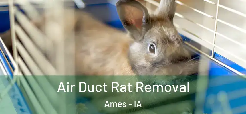 Air Duct Rat Removal Ames - IA